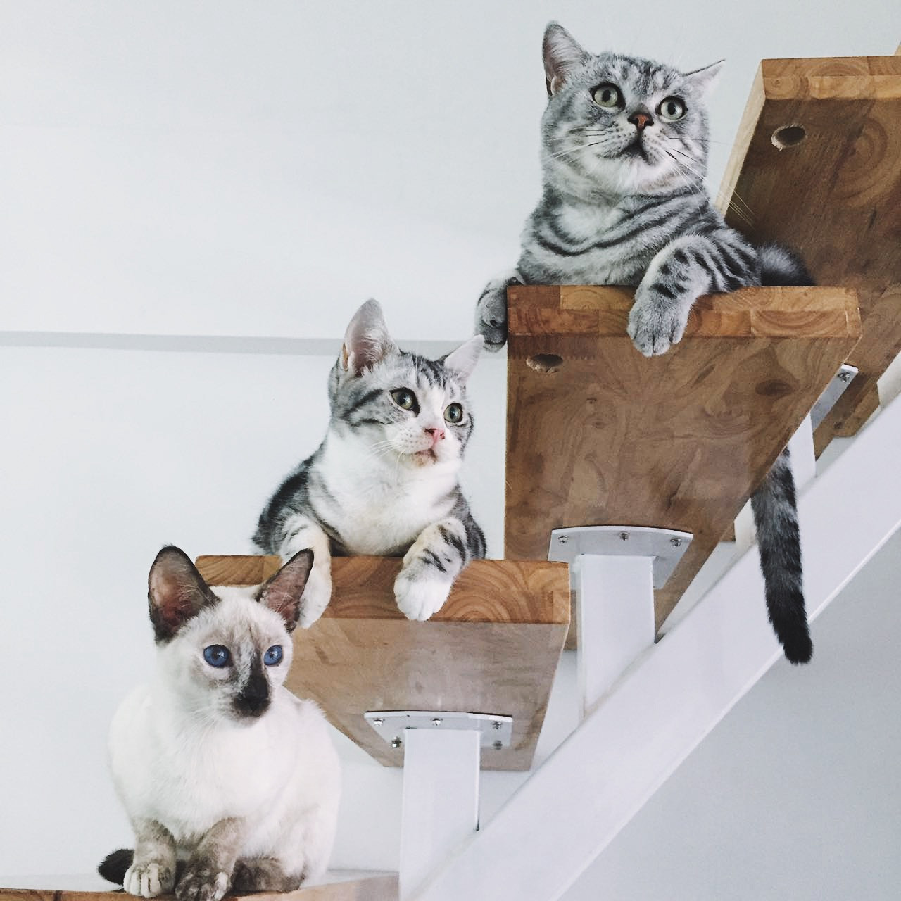 黃浦區簡約風格貓咖廳裝修設計-第1張圖片-上海古都建筑設計集團